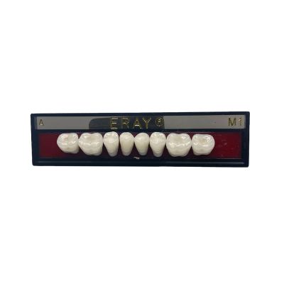 Dents Post&eacute;rieures Eray - Plaquette De 8
